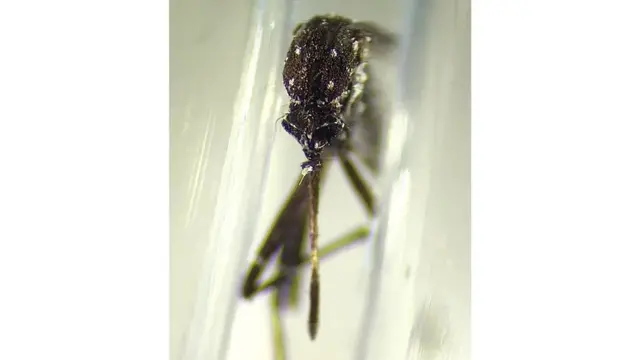 الأيديس فيتاتوس