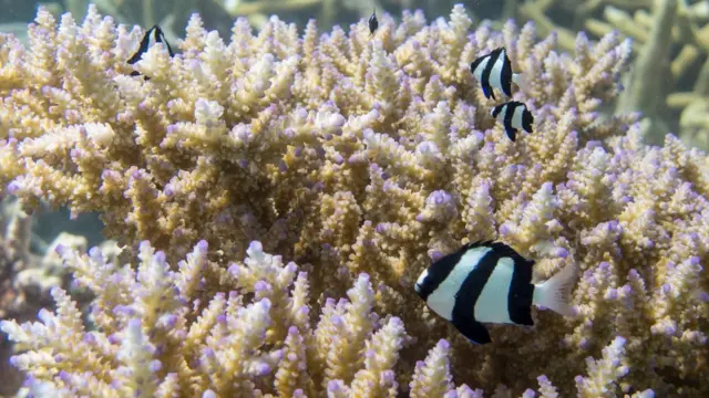 Peixes e coral