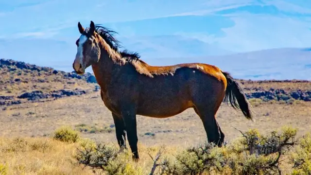 جانور ٹریکنگ