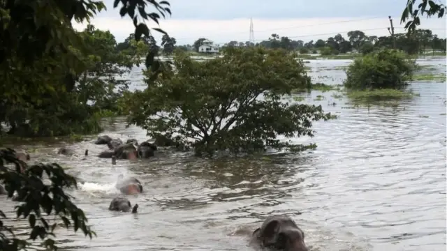 Maelfu ya wanyamapori huama katika eneo hilo wakati wa mafuriko