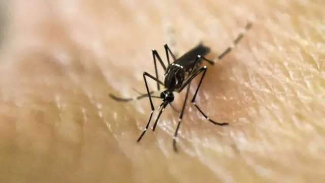 Aedes Aegypti