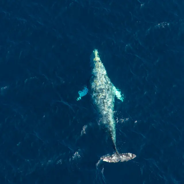 Ballena franca del Pacífico norte