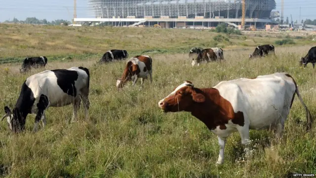 મૈદાનમાં ચરી રહેલી ગાયો