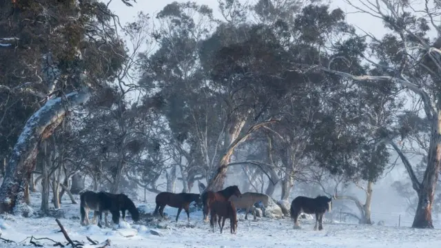 ऑस्ट्रेलिया में बर्फबारी