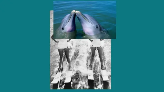 Composición de imágenes de delfines sobre humanos