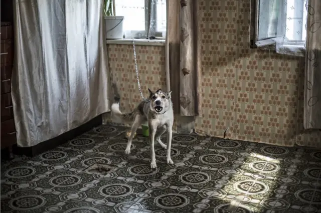 Un perro, la mascota de esta familia, está amarrado en la cocina.