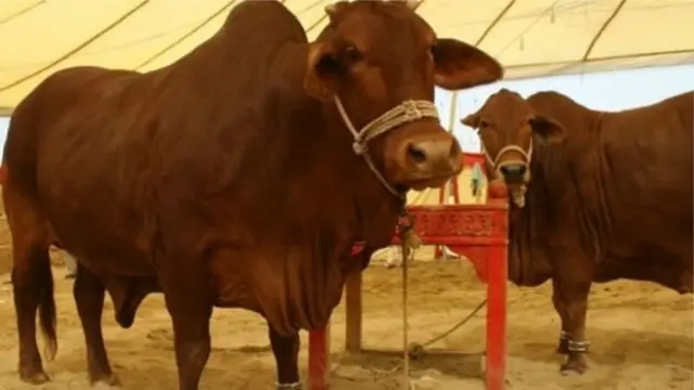 এই বছর ঈদে এক কোটির উপরে পশু কোরবানি হতে পারে।