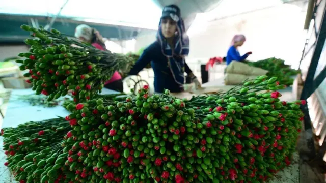 ما سبب ارتفاع أسعار الزهور؟