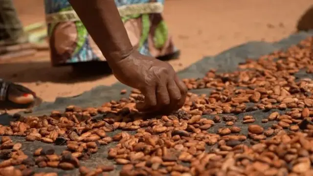 Les fèves de cacao séchées sur une bâche noire, une main est en train de faire le tri.