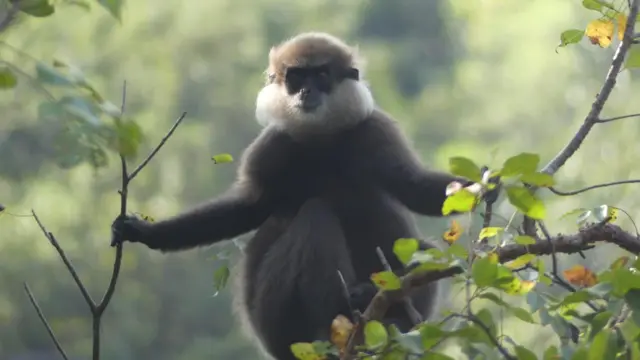 කළු වඳුරා