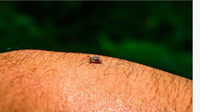 Aworan ẹfọn to ba le ara eeyan