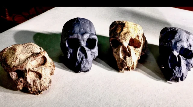 ਚਿੱਟੀਆਂ ਖੋਪੜੀਆਂ ਅਸਲੀ, ਵਿਗੜੇ ਹੋਏ ਜੀਵਾਸ਼ਮ ਹਨ ਅਤੇ ਸਲੇਟੀ ਰੰਗ ਦੀਆਂ ਖੋਪੜੀਆਂ ਉਨ੍ਹਾਂ ਦੀ ਨਕਲ ਹਨ, ਜਿਨ੍ਹਾਂ ਨੂੰ ਕੰਪਿਊਟਰ ਦੁਆਰਾ ਠੀਕ ਕੀਤਾ ਗਿਆ ਹੈ