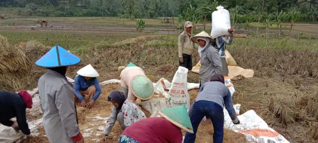 Petani di Cilacap, Jawa Tengah sedang memanen gabah