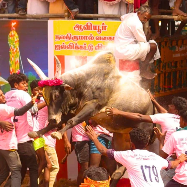 જલ્લીકટ્ટુ, આખલા, સાંઢ, પ્રાણીઓ, તહેવાર, બીબીસી ગુજરાતી 