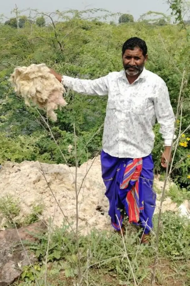 ઊન, ઘેટાં, ગુજરાત, માલધારીઓ, બીબીસી ગુજરાતી 