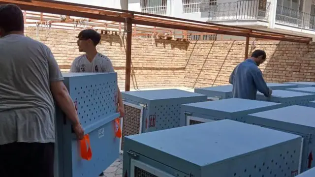 انتقال سگ و گربه به آمریکا 