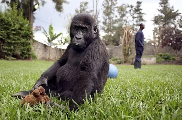 Un bebé gorila en un refugio
