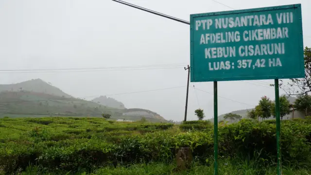 perkebunan teh Garut