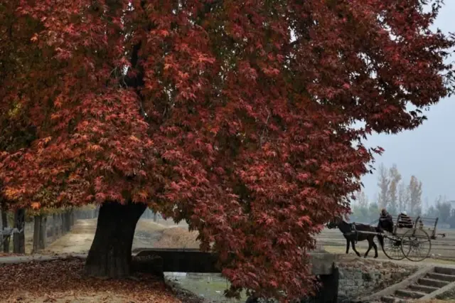 चिनार के पेड़