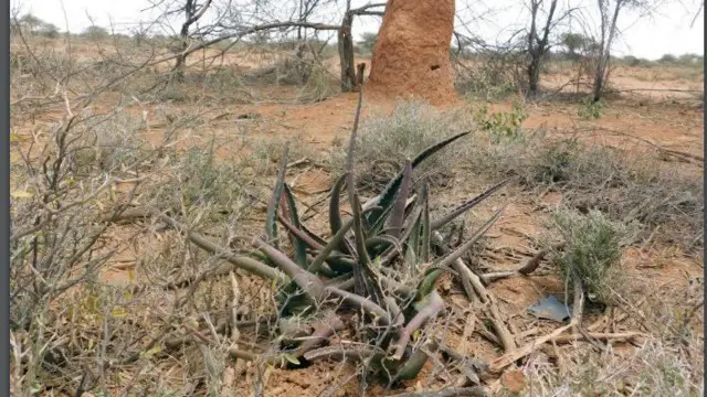 Xoolo-raacde Soomaali ah ayaa markii ugu horreysay arkay dacartan cusub