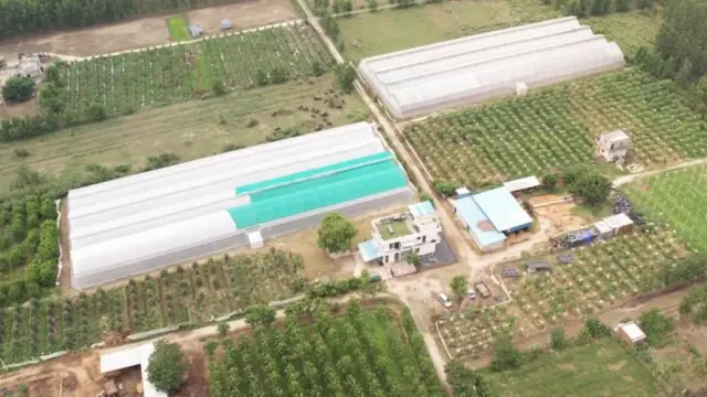 બીબીસી ગુજરાતી ખેતીવાડી પંજાબ ગ્રાફ્ટિંગ બાગાયત કૃષિ સંશોધન નર્સરી ખેડૂત