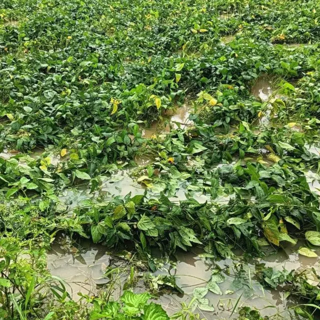 अतिवृष्टीमुळे सोळंके यांच्या सोयाबीन पिकाचं नुकसान झालं होतं.