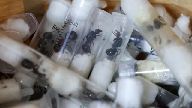 Échantillons de fourmis de jardin dissimulés dans des tubes à essai transparents remplis de coton. 