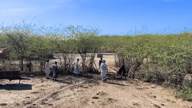 वेडी बाभूळ