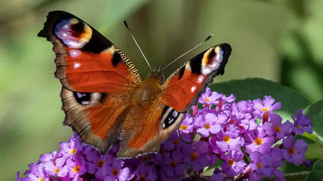 Метелик на фіолетових квітах