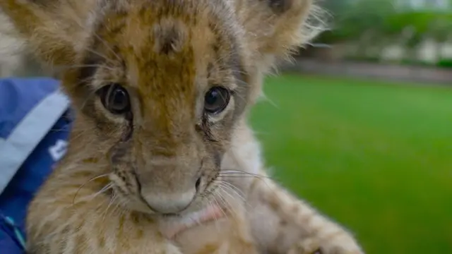 பாகிஸ்தானின் லாகூரில் தனியாரிடமிருந்து மீட்கப்பட்ட சிங்கக் குட்டியின் புகைப்படம்