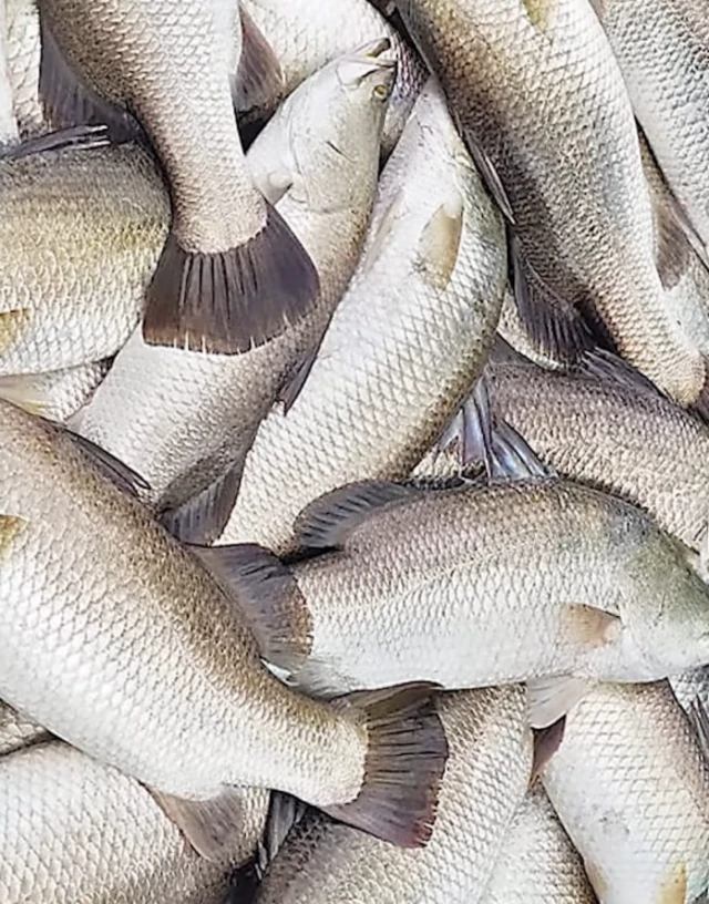 పండుగప్ప రకం చేప