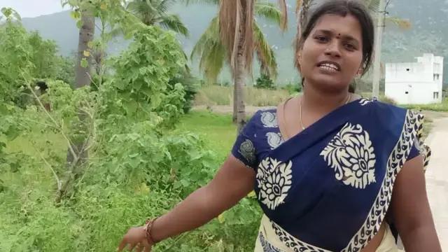 பூனைவால் கோரைப் புல்