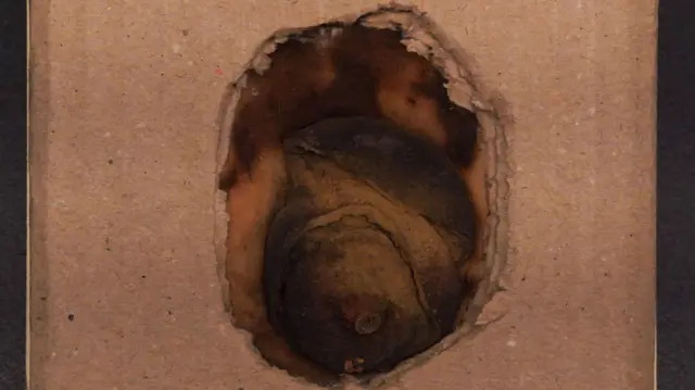 Лимон, который использовался в качестве невидимых чернил немецким шпионом Куртом Мюллером в 1915 году