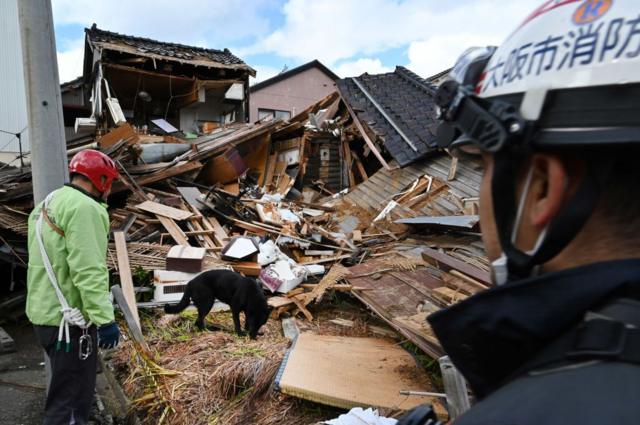 Elsa, si anjing penyelamat, membantu petugas pemadam kebakaran mencari orang-orang yang diduga berada di reruntuhan rumah di Kota Wajima, Prefektur Ishikawa pada Kamis, 4 Januari 2024.