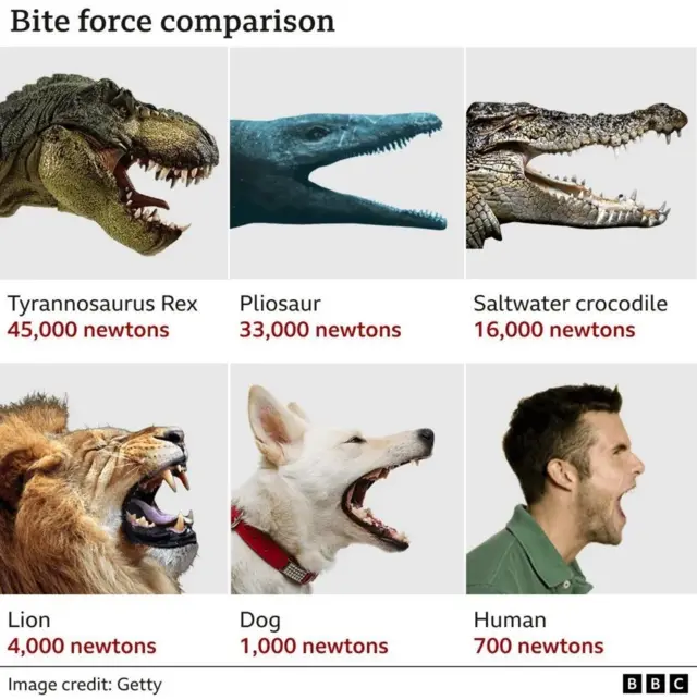 Oda mammals bite fore comparison foto
