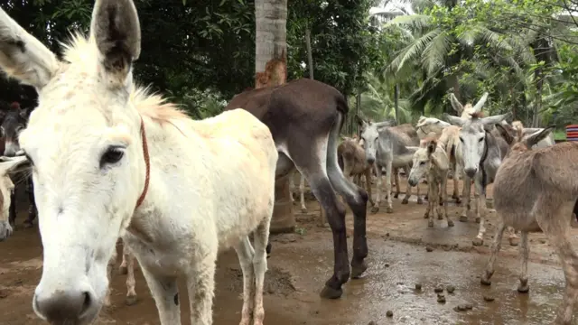 గాడిదలు