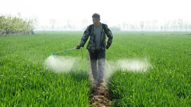 Homem aplicando pesticidabetboo üye olplantação