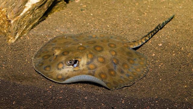 It is rare for vertebrates to undergo parthenogenesis, but a stingray in North Carolina appears to have fallen pregnant without a male