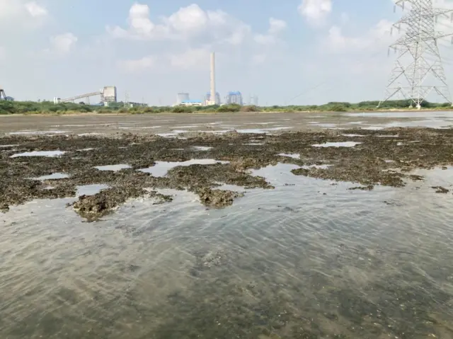 அழிவை எதிர்நோக்கும் சிங்க இறால், நெத்திலி மீன் 