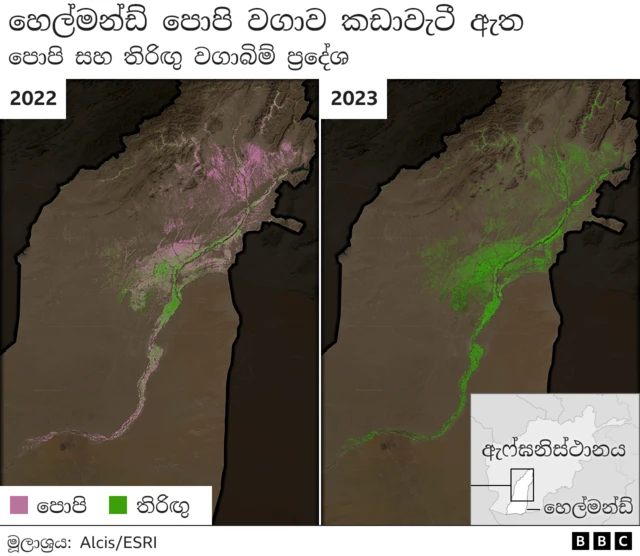 Graphic: Helmand poppy cultivation has collapsed - shows two satellite pics of the province (2022 and 2023) demonstrating the fall-off in poppy farming