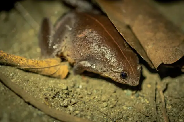 echidna, ekidna, Papua, Cycloop, keragaman hayati, pegunungan, hutan, spesies, ilmuwan