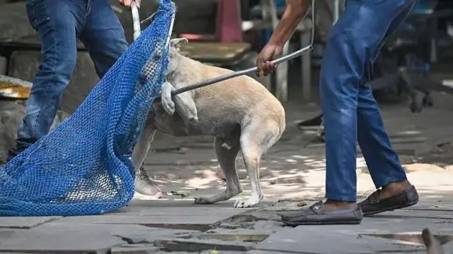 தெருநாய்கள், உச்ச நீதிமன்ற நீதிபதிகள் 