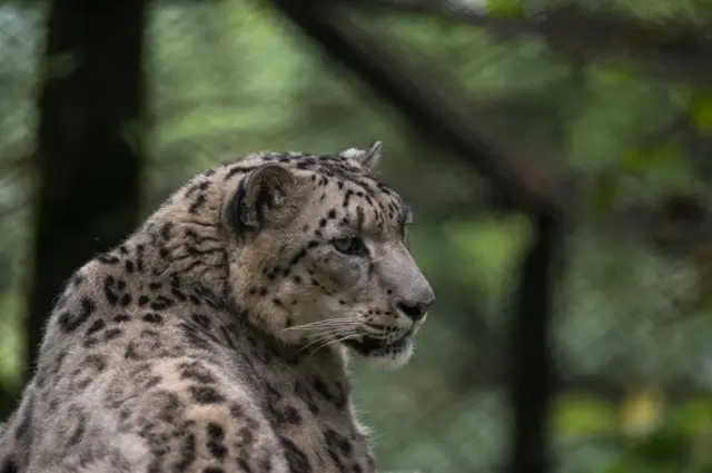 сніговий барс