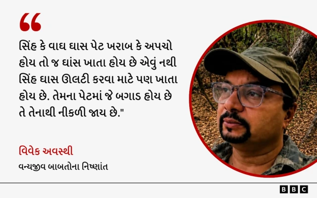 જુનાગઢના સક્કરબાગ ઝૂમાં સિંહ અને વાઘના ઘાસ ખાતા દ્રશ્યો, બીબીસી, ગુજરાતી
