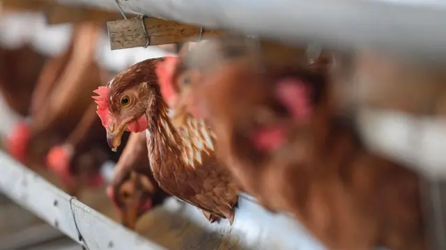 Maling ayam dipenjara