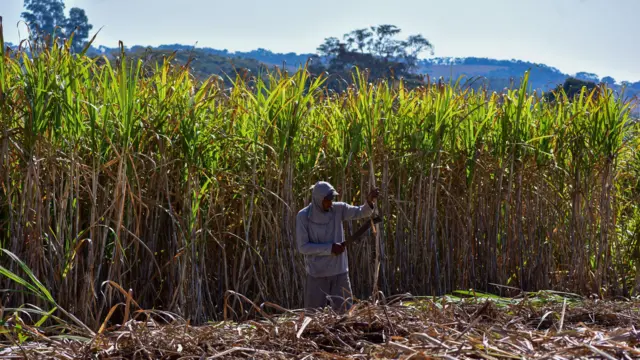 Trabalhador rural cortando cana-de-açúcar em Prados, Minas Gerais,em julho de 2024