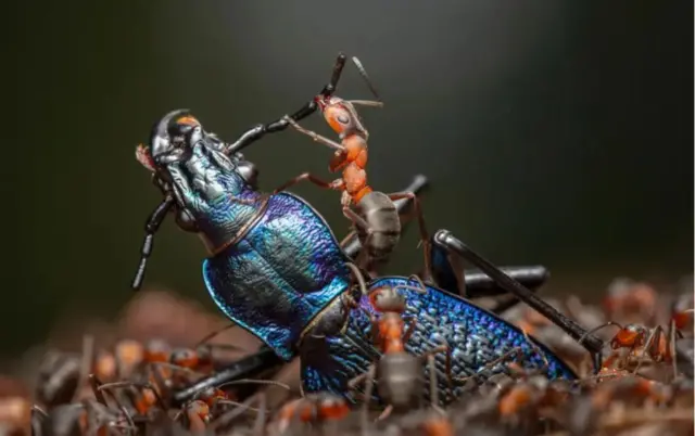 مورچه‌های جنگلی قرمز و سوسک زمینی 