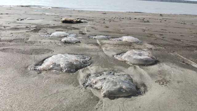 জেলিফিশ