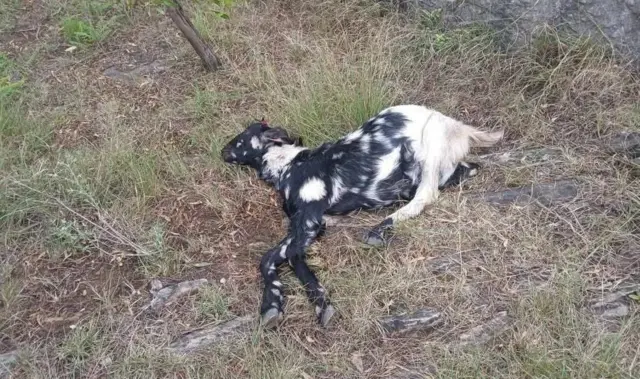 حکام کا کہنا ہے کہ دو سال کے دوران 130 جانور تیندوے کا شکار ہوئے جبکہ پانچ تیندوے بھی مارے گئے