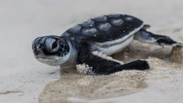 Mladunče zelene kornjače